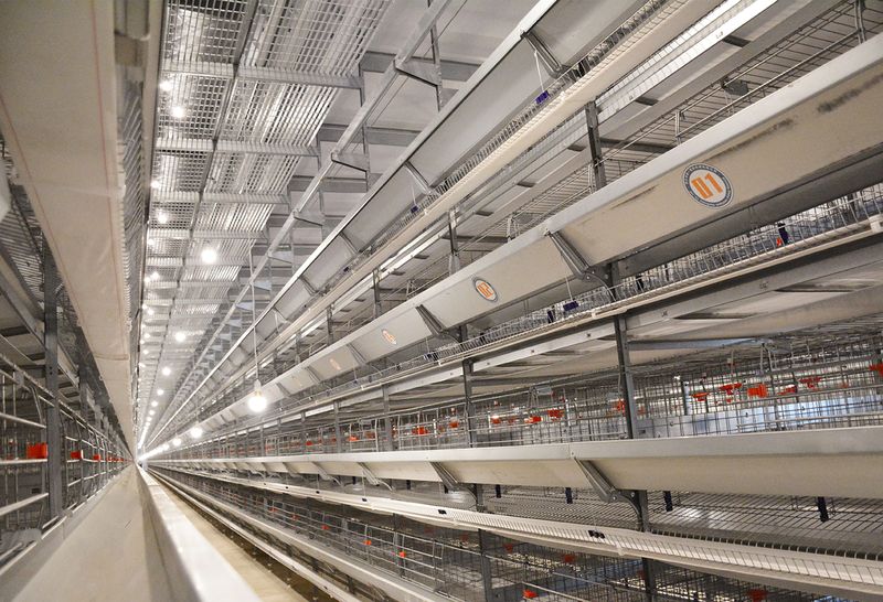 利用自動化養(yǎng)雞設備的養(yǎng)殖場如何防疫？