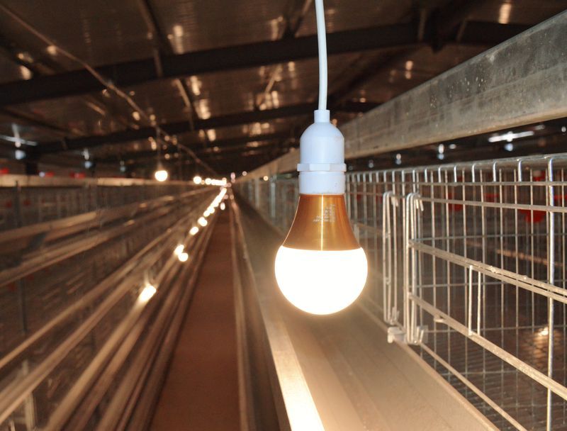 智能化養(yǎng)雞設備：提升效率，保障品質的創(chuàng)新選擇